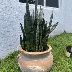 Large Terra Cotta Pot With Black Coral Snake Plants