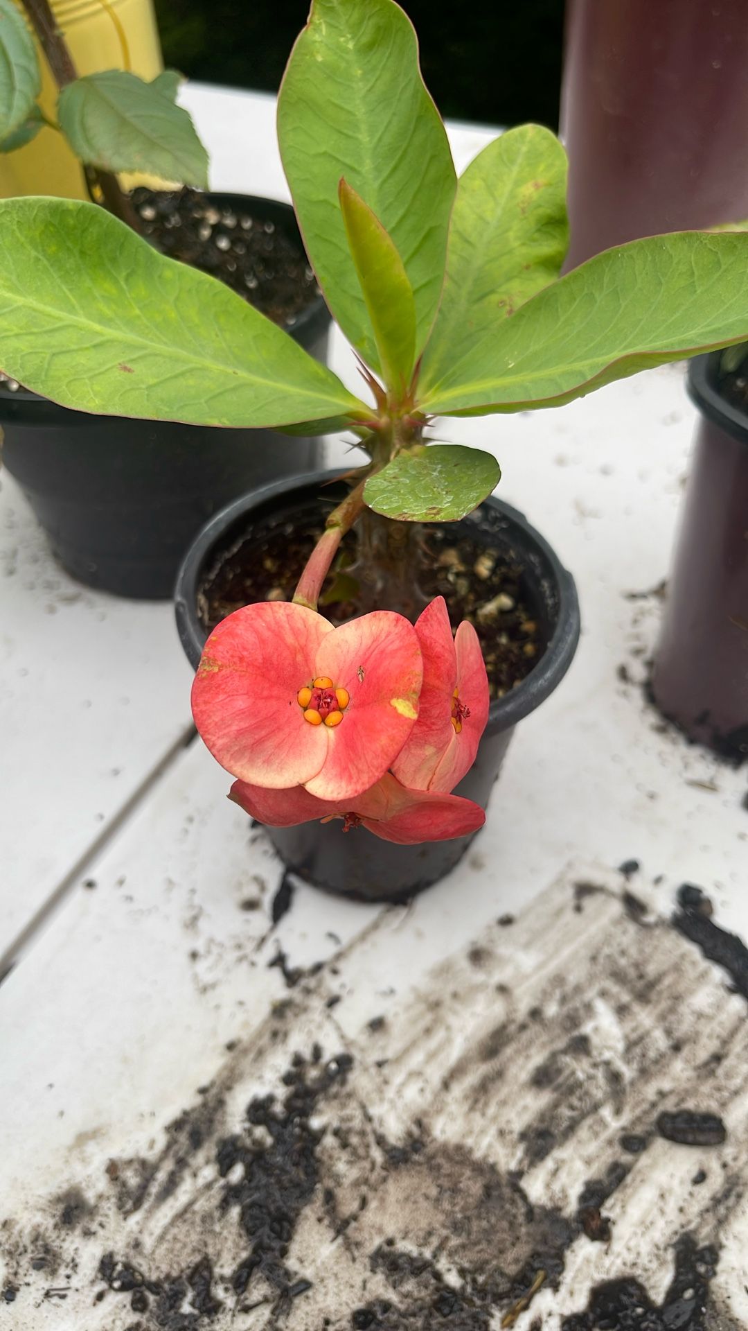 Corona De Cristo Flor Grande 