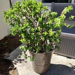 Large Beautiful Jade Plant 