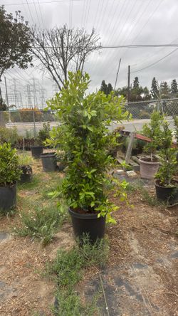 Ficus