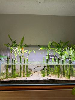 Aquarium Shallow 8 Gallons Ultra Clear Glass Rimless Fish Tank