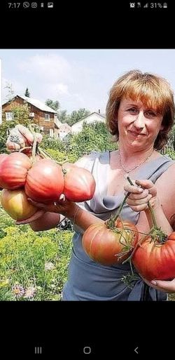 Monster pink tomato plant