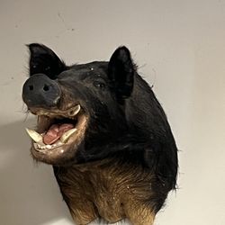 Boar Head