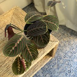 Prayer Plant