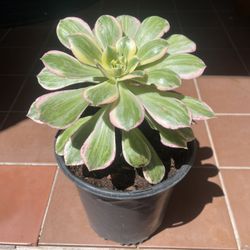 Sunburst Variegated Aeonium Succulent 