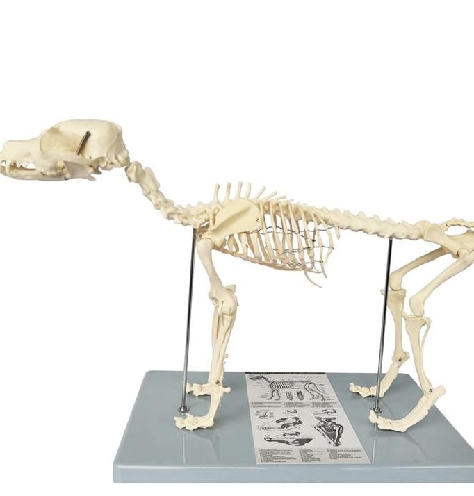 Medical Anatomical Canine (Dog) Skeleton Model,
