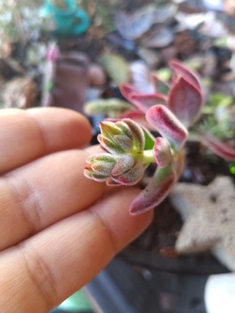 Plant