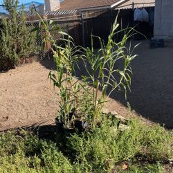 Bamboo Plants 