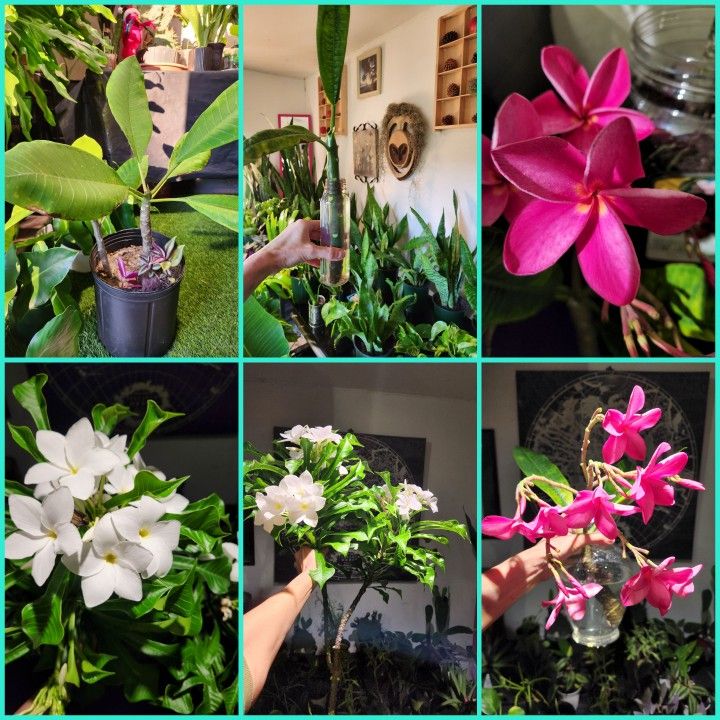 Plumeria Tree Cuttings + Potted Plumeria Plants