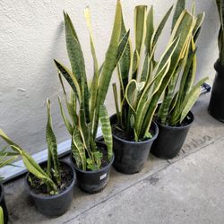 Snake Plants - $10 each - 3ft. Tall