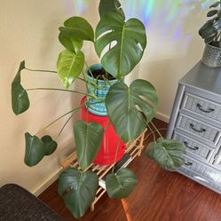 Monstera Plant + Pot