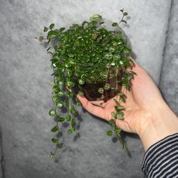 Healthy String Of Turtles 6’