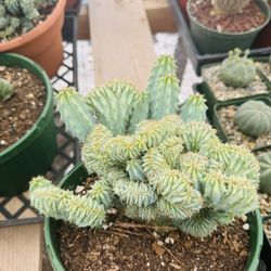 Myrtillocactus Cactus 🌵 Plant