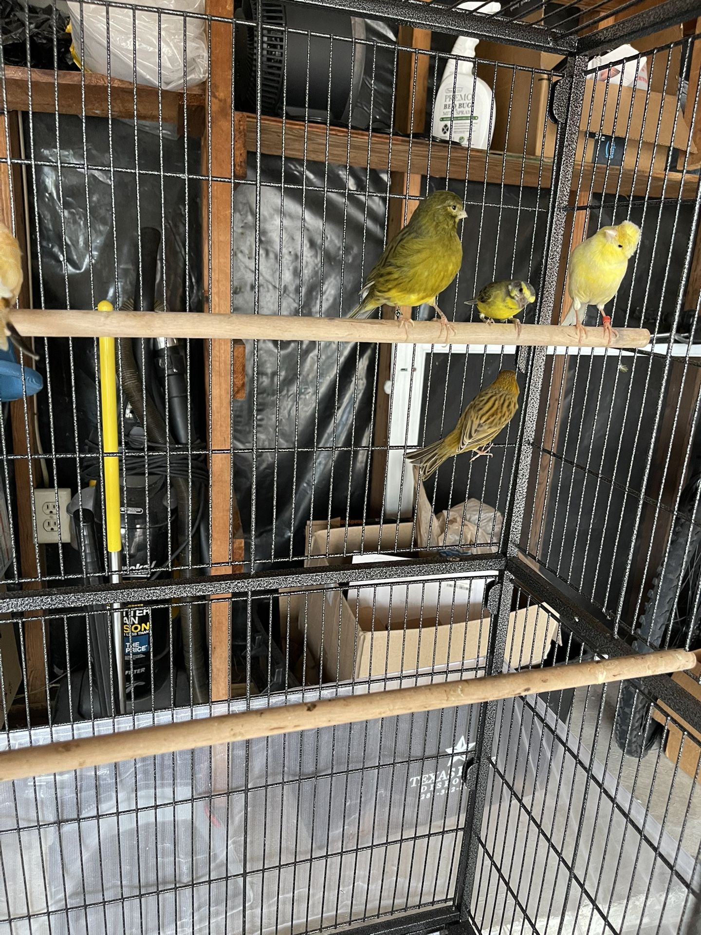 Canary For Sale