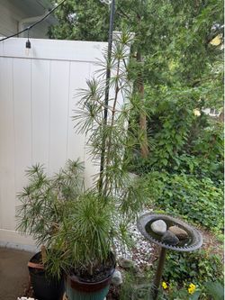 Japanese Umbrella Pine - 5 ft Tall - $250 OBO