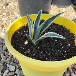 American Agave Succulent 