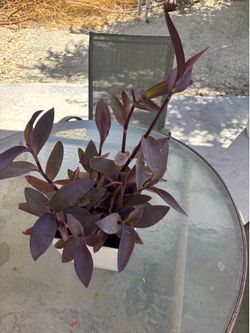 Purple Heart Plant