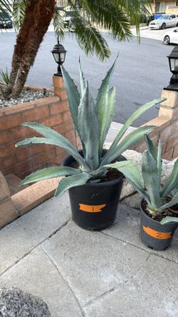 Agave Plant #1