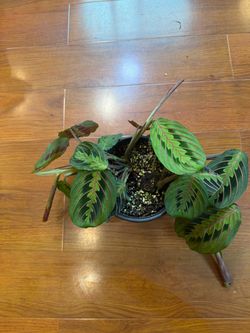 Red maranta
