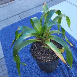 Yellow Bromlaid Plant One Gallon 