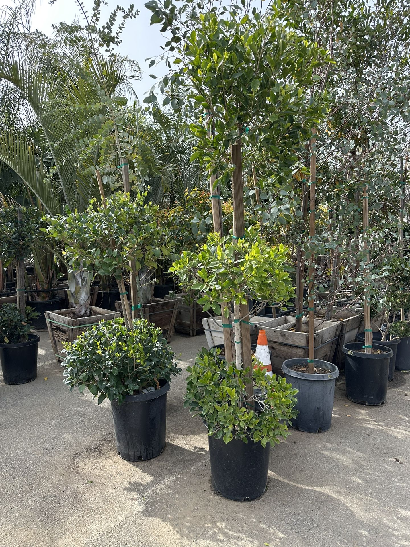 2 Tiers Or 6 Tiers Topiary , $65 Each