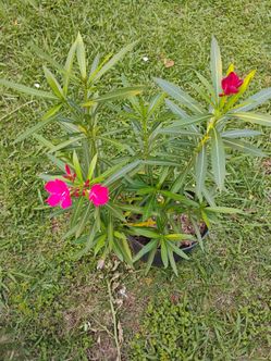Olander plant Laurel plan