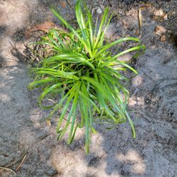 Ponytail Palm