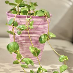 Delicate Peperomia Hope