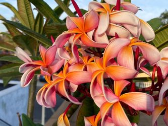Plant Sale- plumeria & more
