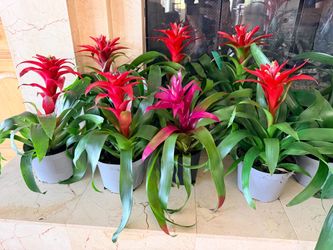 Red Bromeliad Plants in Pots 2 for $15 houseplant flower plant