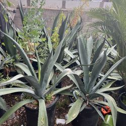 Mexican Maguey