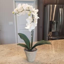 Pottery Barn White Orchid