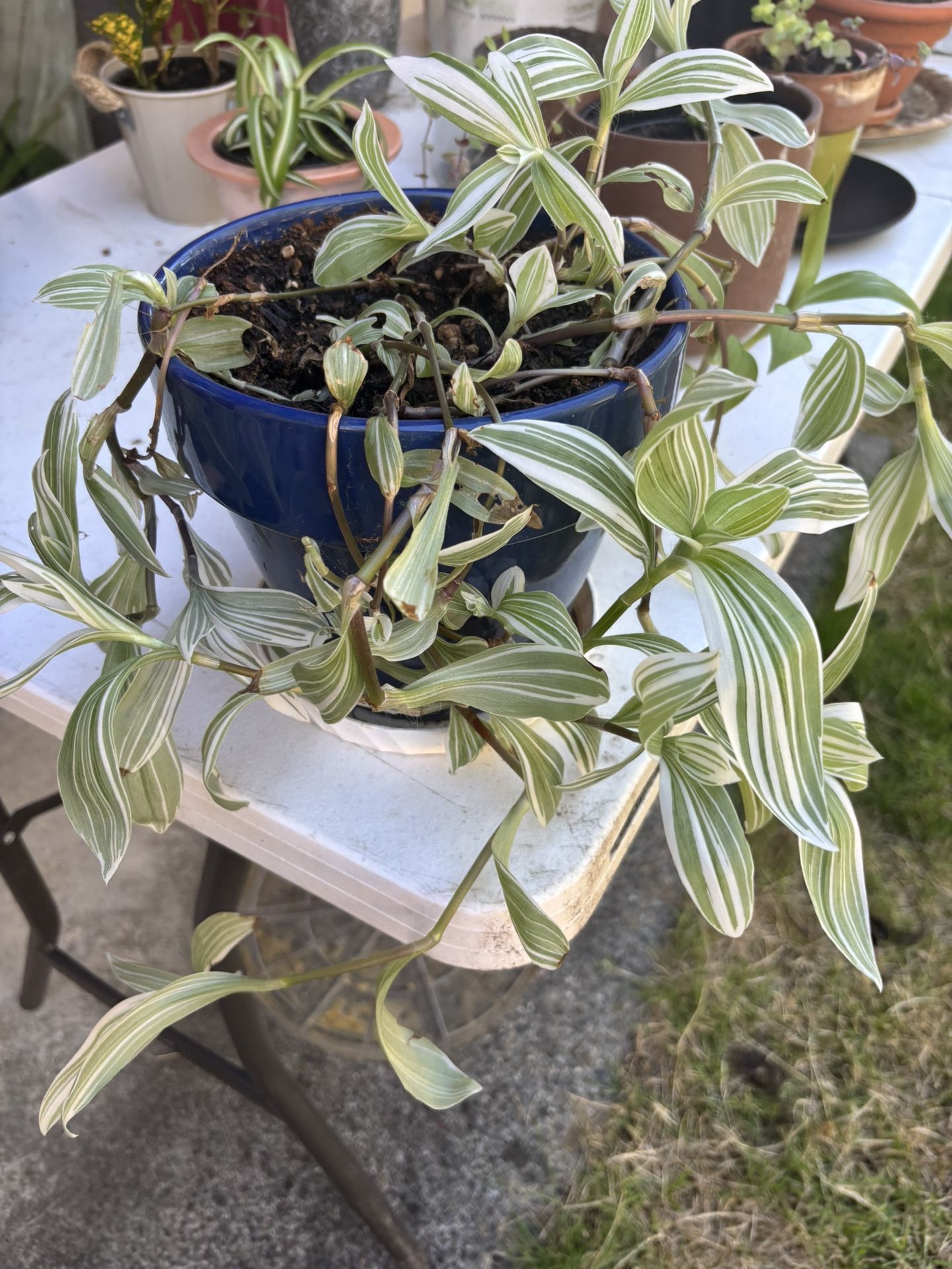 Tradescantia Pistachio White In A Blue Ceramic Pot