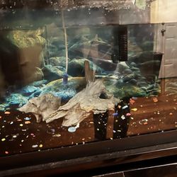 20 Gallon Fish Tank With Stand