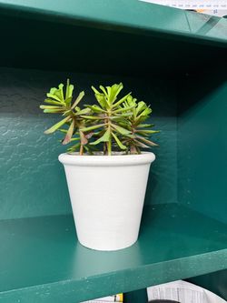 Artificial Succulent plant