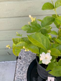 #4- Jasmine Plant