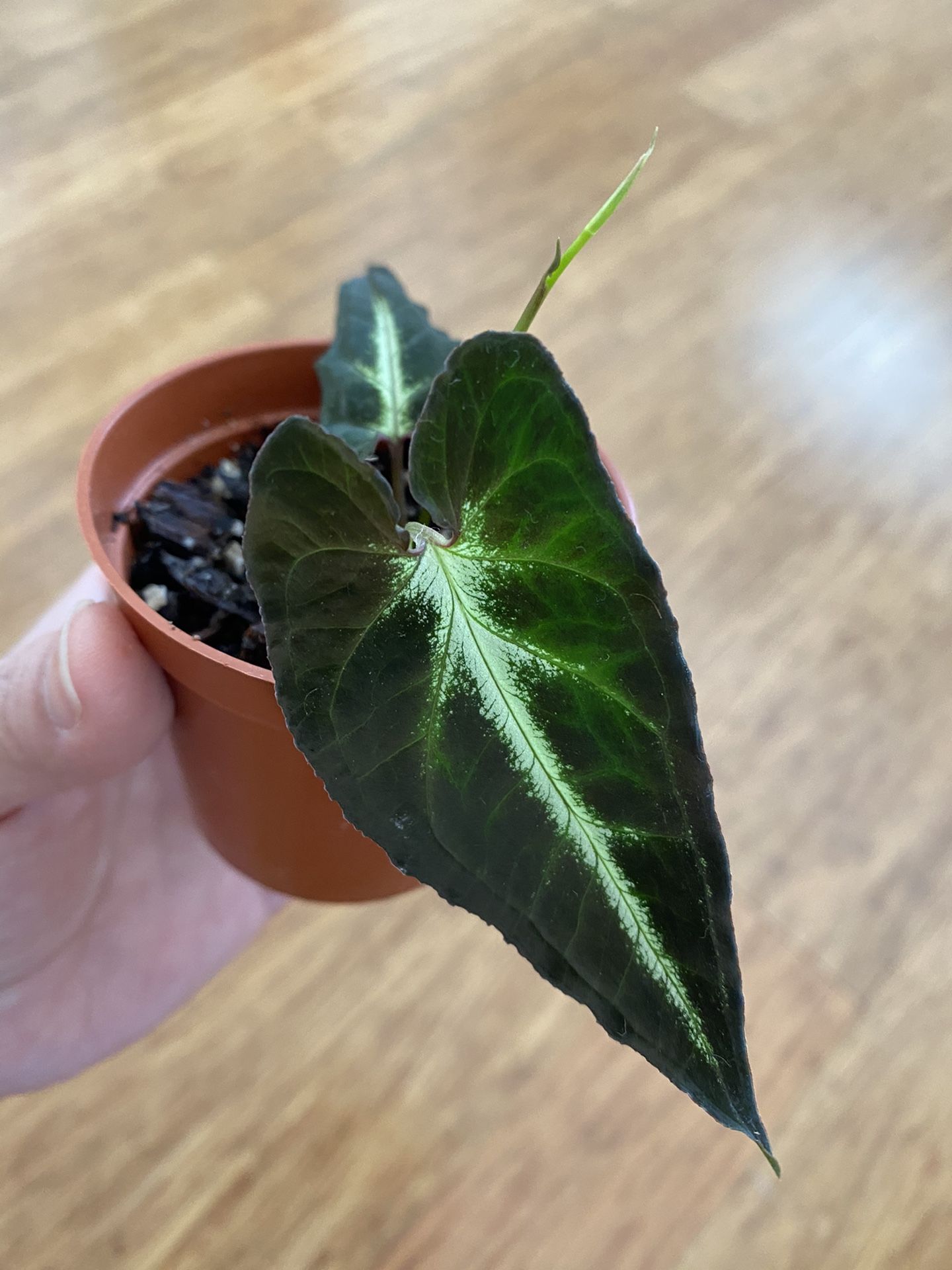 Syngonium Rayii
