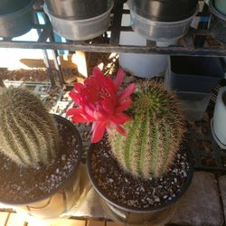 New Additions To Many Cactus And Succulent 