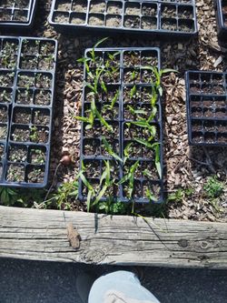 Sweet Corn On The Cob Plant