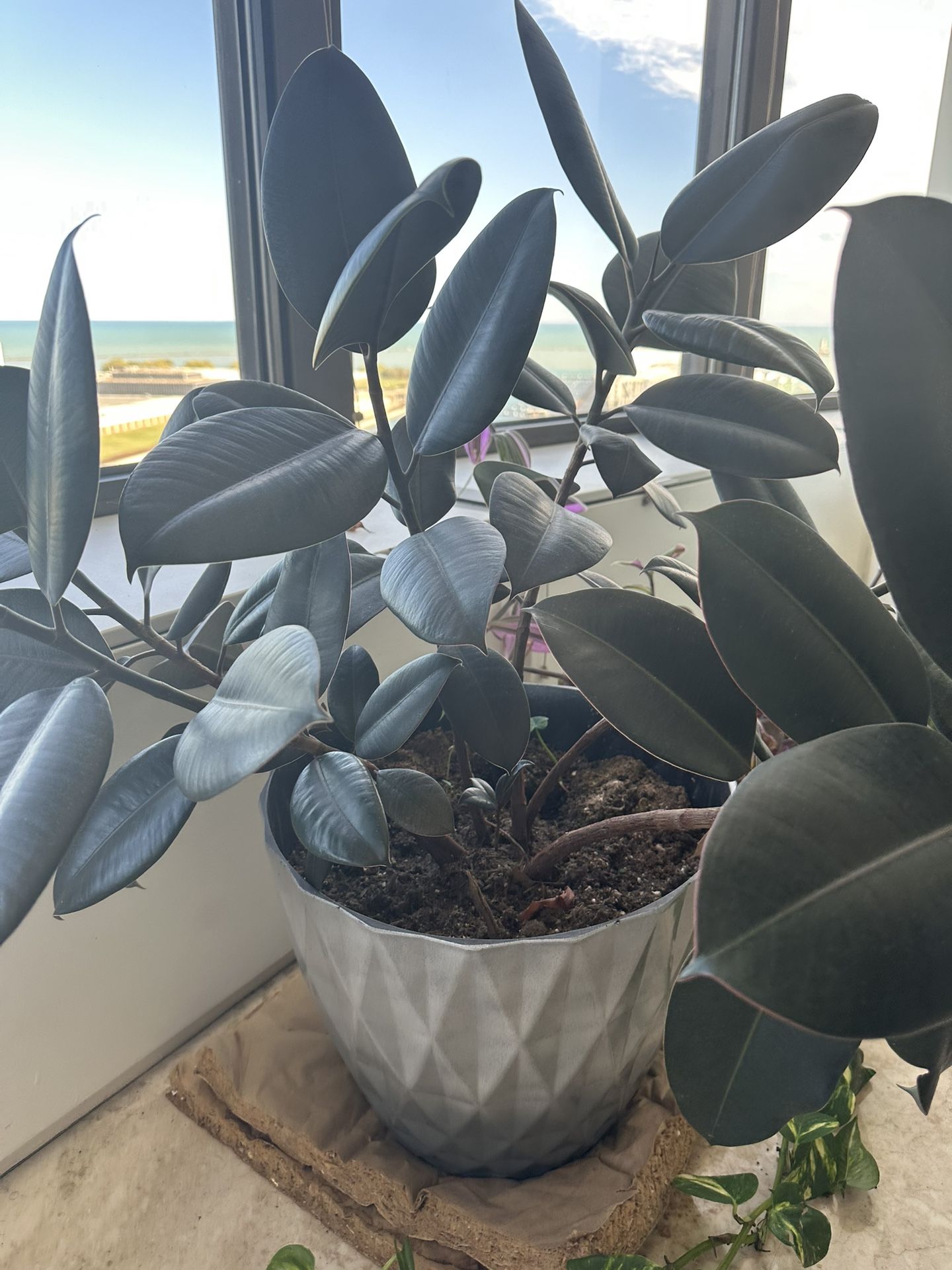 Rubber Plant with Pot