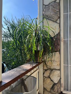 Flowering Plants