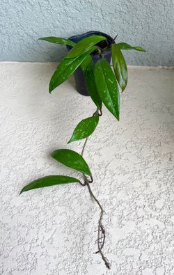 Hoya  pubicalyx  plant