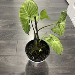 Syngonium Plant Young Growing Indoor 