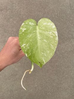 Monstera mint top cutting