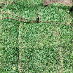 Grass for Sell