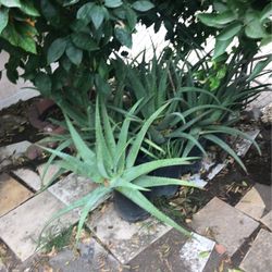 Alovera For Sale
