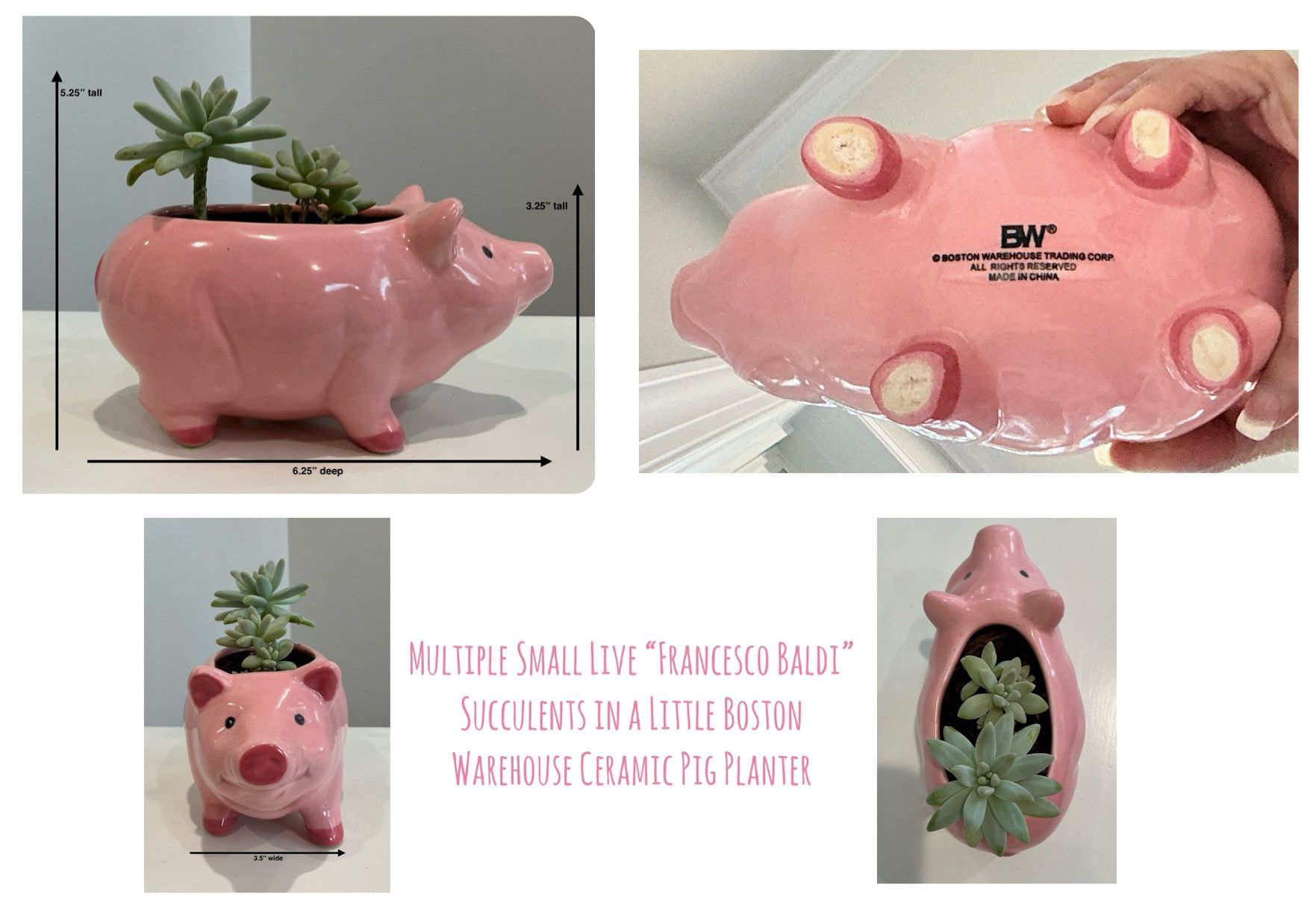 Multiple Small Live “Francesco Baldi” Succulents in a Little Boston Warehouse Ceramic Pig Planter