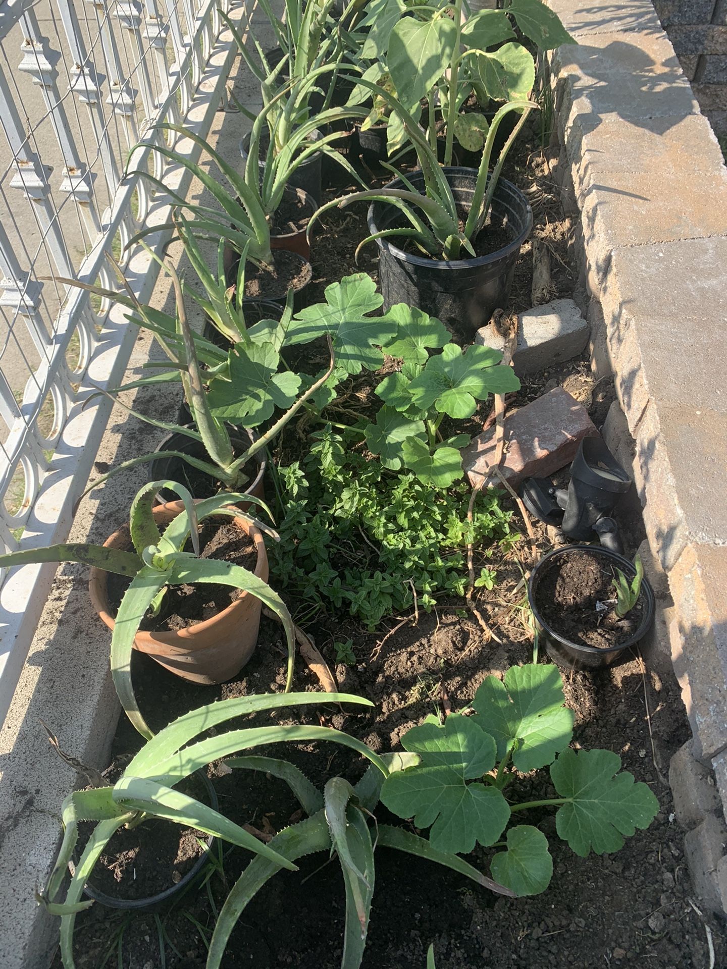 Baby Aloe Vera Plants, hijos de saliva