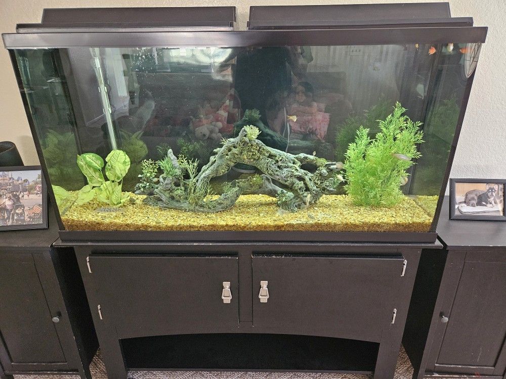 Fish Tank