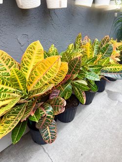 Plants (10”pot🌿Petra Croton  $15 each🌿)